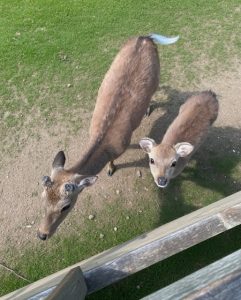 HT7. I THOUGHT THEY WERE JUST CURIOUS DEER—UNTIL I SAW WHAT THE LITTLE ONE WAS CARRYING