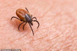 HT7. The subtle signs your insect bite has triggered a life-ruining illness, according to pharmacist