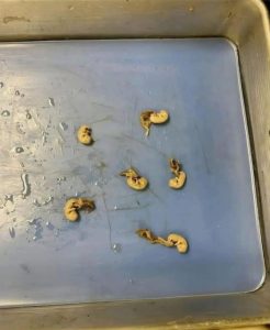 HT5. Hidden Seeds Food Warning