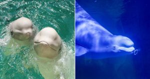 HT5. Four Female Beluga Whales Rescued From Canada’s Shuttered Marineland Find a New Home at Chicago’s Shedd Aquarium