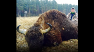 HT5. A new law that places free-roaming Wild Bison under Colorado’s Wildlife Management system!