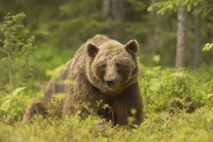 HT7. Heartbreaking Update On Story Of Bear Stuck On Top Of Telephone Pole
