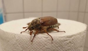 HT5. What Is This Bug? (And What to Do When You See One)