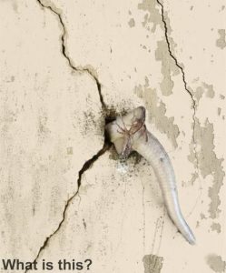 HT7. That morning, I walked onto the veranda and noticed something unusual moving inside the wall.