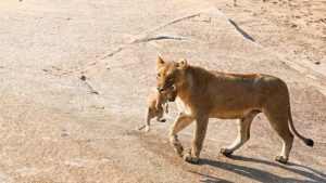 HT7. A Mother’s Devotion: Lioness Carries Cub Across a River to Safety