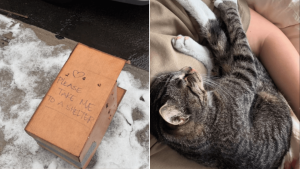HT5. Shivering Cat Was Found Inside A Box On A Brooklyn Sidewalk