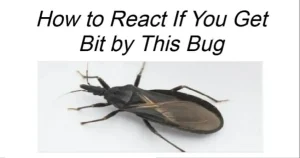 HT5. How to React If You Get Bit by This Bug