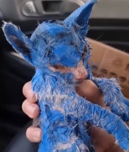 HT5. They Painted This Kitten Blue and Left Her in the Rain: Her Rescue Will Break and Heal You