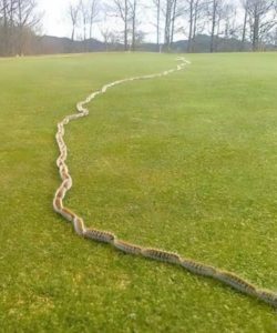 HT5. I saw something strange in the grass and thought it was just a rope – but when I looked closer, I screamed in horror!