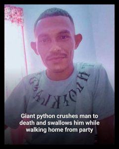 HT7. Giant python crushes man to death and swallows him while walking home from party