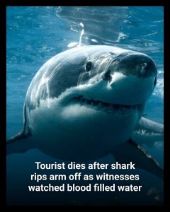 HT5. Tourist dies after shark rips arm off & witnesses watched as blood filled water