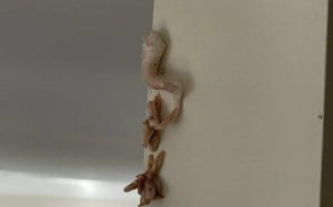 HT5. That Pink, Crusty Spot on the Wall Looked Harmless—Until I Realized What It Might Mean