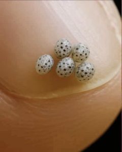 HT5. Microscopic Eggs That Look Like Mini Watermelons: The Wonder of Stick Insects
