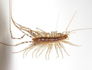 HT5. Why you should never kill a house centipede if you find one inside your house