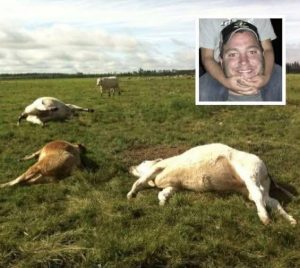HT4. Farmer and 16 cows found dead, haunting cause of death finally discovered
