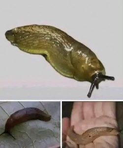 HT5. Slugs: The Surprisingly Important Creatures Beneath Our Feet