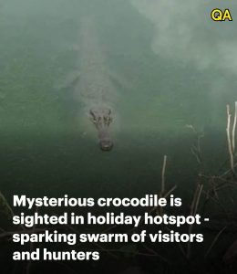 HT5. Mysterious crocodile is sighted in Tuscany, sparking swarm of visitors