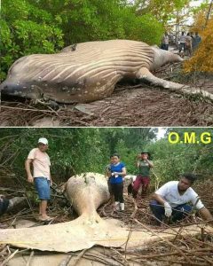 HT5. The whale was found far from…