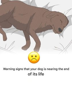 HT5. 11 Signs Your Dog is Nearing the End of His Life