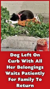ST5. Dog Left On Curb With All Her Belongings Waits Patiently For Family To Return
