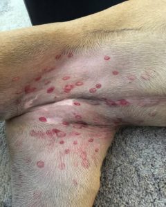 HT4. Vet reveals why red bites are appearing on dogs’ stomachs