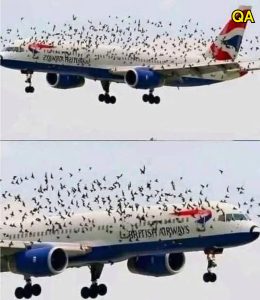 HT5. The pilot cried when he understood why the birds wouldn’t leave him alo…See more