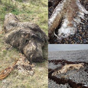 HT5. EXCAVATION ALERT: Rotting ‘Polar Bear’ Skeletons Wash Up on Scottish Beach – Archaeologists in Race to Uncover Truth Before Tide Erases Evidence