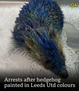 HT5. Arrests after hedgehog painted in Leeds United colours