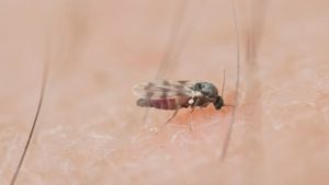 HT5. Huge surge in tiny EYE-BITING flies plagues California