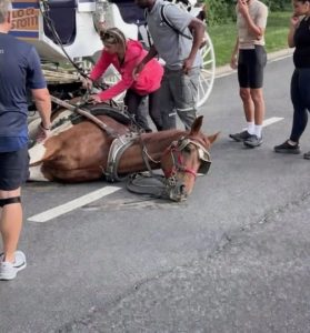 HT5. Rescuers Approached an Injured Stallion, Then Noticed Why He Stayed