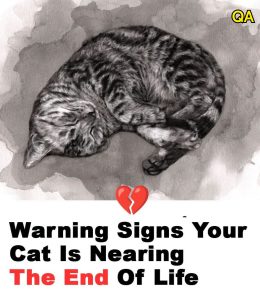 HT5. 11 signs your cat is nearing the end