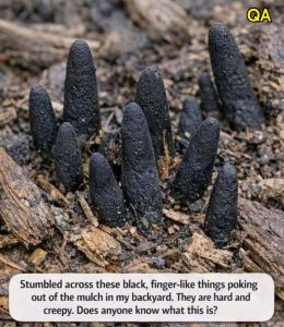 HT4. Stumbled across these black, finger-like things poking out of the mulch in my backyard