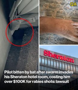 HT15. Pilot bitten by bat after swarm invades his Sheraton hotel room, costing him over $100K for rabies shots: lawsuit