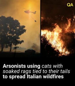 HT5. Arsonists using cats with soaked rags tied to tails to spread Italian wildfires