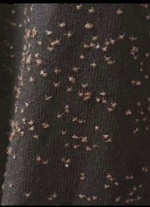 HT7. These Tiny Things Covered My Pant Leg After a Walk