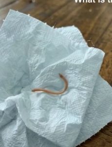 HT5. I FOUND A WRITHING PARASITE IN MY DINNER AND ALMOST VOMITED UNTIL I LOOKED CLOSER