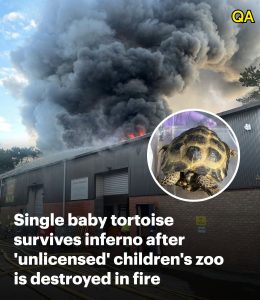 HT5. Children’s zoo destroyed in fire did not have a licence