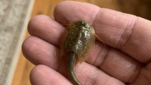 HT5. I found this in a flooded ditch. I caught it and brought it home in a jar.