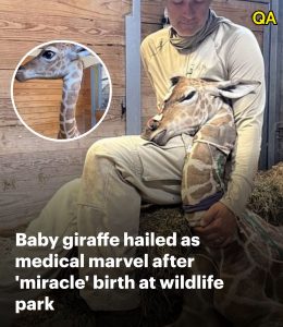 HT5. Baby giraffe hailed as medical marvel after ‘miracle’ birth at US park