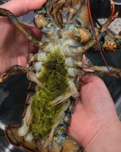 HT5. The Mystery of Lobster’s Green Goodies