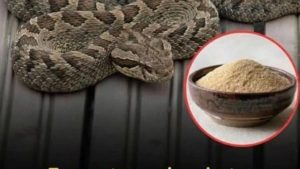 HT5. Let’s break down 7 smells snakes hate and how to use them to keep these slithery visitors away from your home