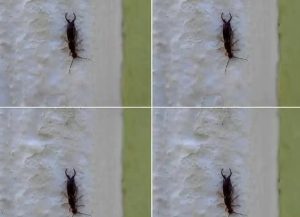 HT4. If You Find This Tiny Insect in Your Kitchen, You May Need to Check Your Pantry Immediately