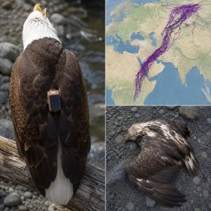 HT5. Scientists Tracked an Eagle for 20 Years—What They Learned