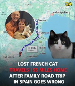 HT4. The Miracle Cat Who Traveled 250 km from Spain Back to France After Five Months Missing