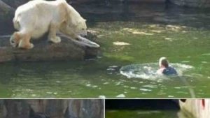 HT4. Polar bear attacks woman who jumped into enclosure at Berlin Zoo