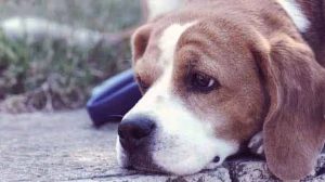 HT4. 11 signs your dog is nearing the end