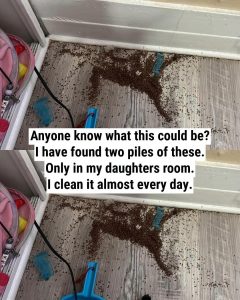 HT5. The Mystery Pile in My Daughter’s Room—And Why It Probably Wasn’t Termites