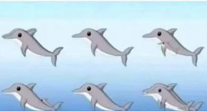 HT4. How many dolphins can you spot in the picture?