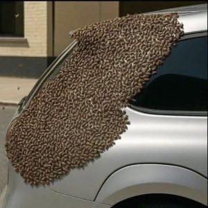 HT9. When you see bees like this, don’t be afraid. Don’t call firefighters or civil protection, don’t move them, don’t poison, don’t kill!