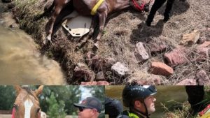 HT5. Heroic Colorado Firefighters Rescue Blind Horse from Drowning in Canal